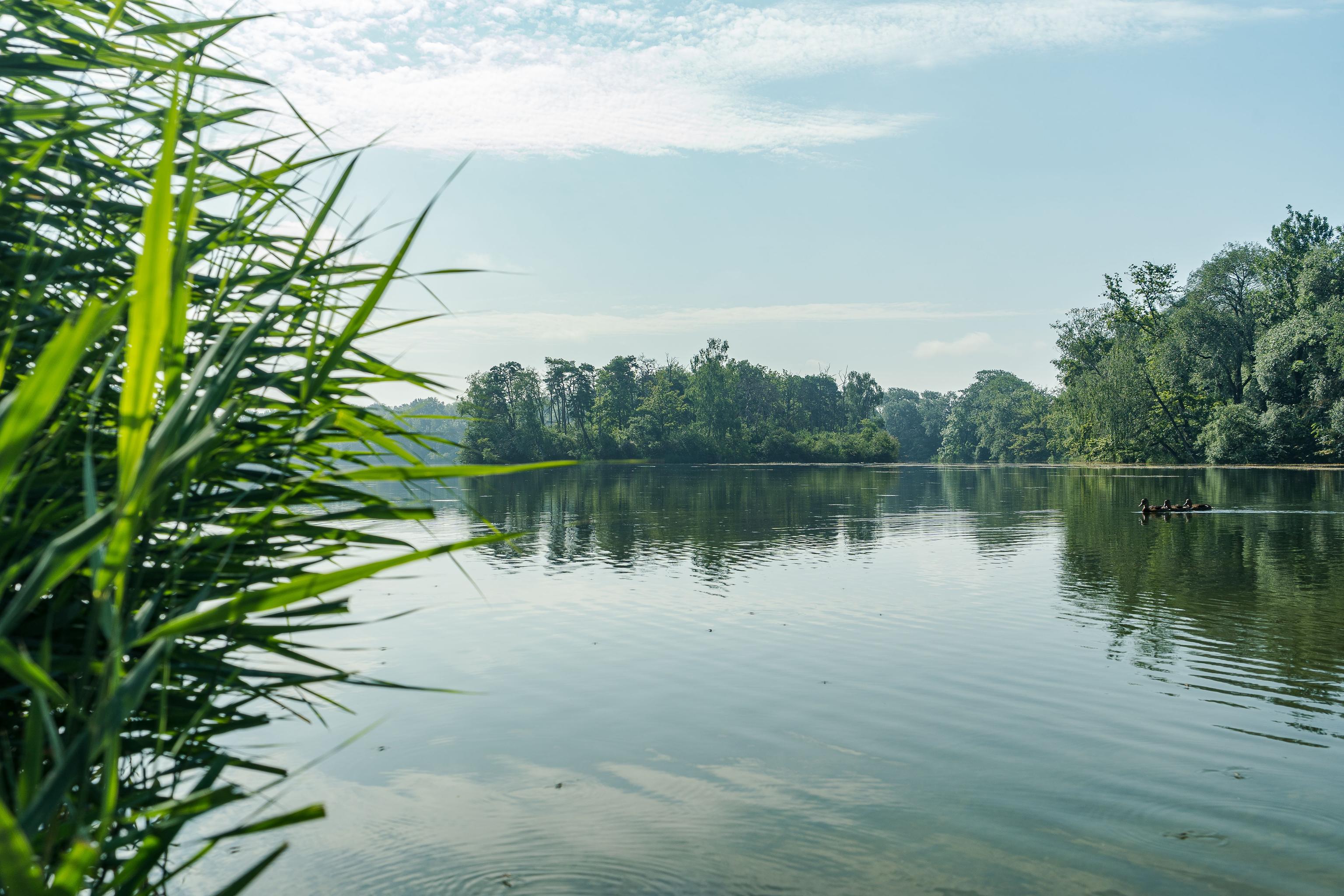 Image for Auwaldsee