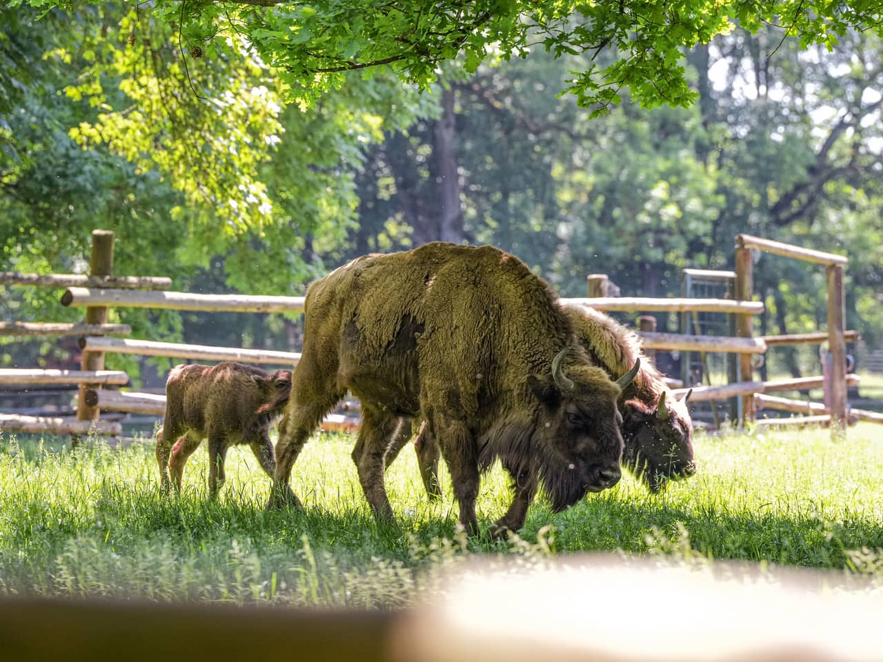 Image for Wildpark Ingolstadt